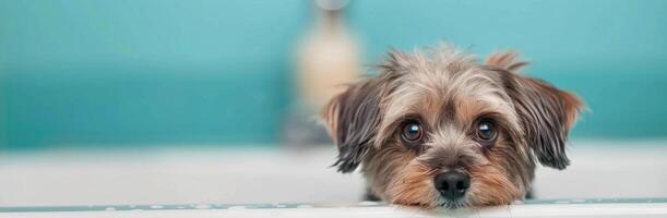Small Dog in a Bath Staring Up Against a Colorful Background photo