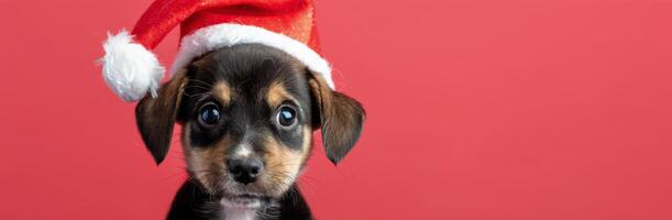 Cute Dog in Christmas Hat Against Red Background photo