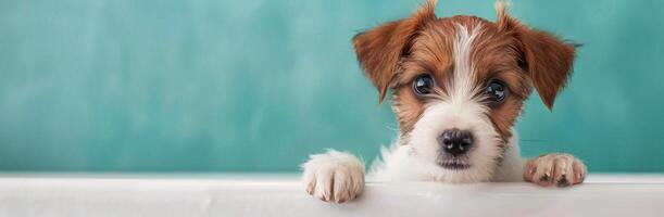 Small Dog in a Bath Staring Up Against a Colorful Background photo