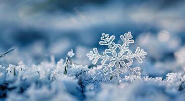 Delicate Snowflakes Adorn Frozen Branch in Winter Wonderland photo