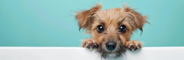 Small Dog in a Bath Staring Up Against a Colorful Background photo