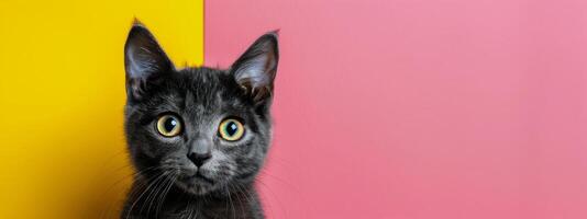 Curious Black Cat Against Bright Yellow And Pink Background photo