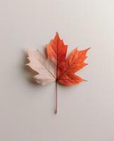 Vibrant Orange Maple Leaf on Light Background in Autumn photo