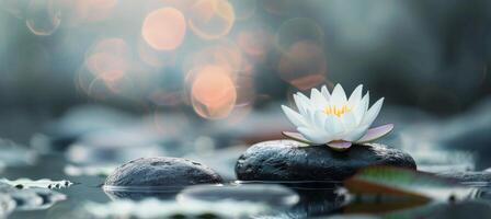 Water Lily Blooming on Stones at Sunset in a Tranquil Pond photo