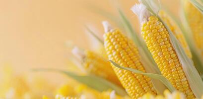 Fresh White and Yellow Corn Ears With Kernels Against a Bright Orange Background photo