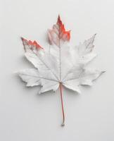 White Maple Leaf With Subtle Orange Tint on Smooth Background photo