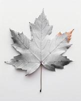 White Maple Leaf With Subtle Orange Tint on Smooth Background photo