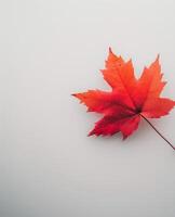 Bright Red Maple Leaf on Neutral Background in Autumn photo