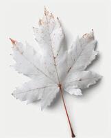 White Maple Leaf With Subtle Orange Tint on Smooth Background photo