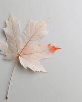 White Maple Leaf With Subtle Orange Tint on Smooth Background photo