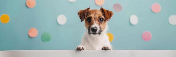 Playful Dog With Brown and White Fur in a Colorful Studio Setting photo