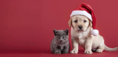 Puppy and Kitten Celebrating Christmas Together on Red Background photo