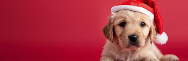 Adorable Puppy in Santa Hat Against Red Background During Holiday Season photo