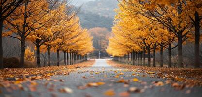 Tranquil Autumn Pathway Lined With Golden Trees in Late Afternoon Light photo
