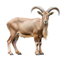 Wild aoudad sheep with distinctive horns, isolated transparent png
