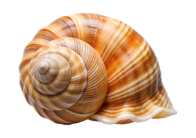 Spiral seashell with smooth orange stripes, isolated transparent png