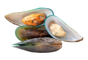 Front view of steamed or cooked green mussels in stack isolated with clipping path in file format png