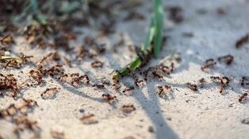 Close up image of busy ants on the sandy ground near green grass blade, symbolizing nature and hard work, perfect for Earth Day or Labor Day concepts video