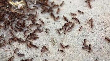 A close up view of numerous brown ants scurrying across a sandy surface, ideal for nature and teamwork concepts video
