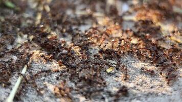 A close up of a busy ant colony on a forest floor, emphasizing teamwork and natural organization, ideal for nature documentaries and educational content video