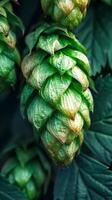 Close-up of green hops cones on a plant, showcasing their textured leaves and vibrant color, used in brewing beer photo