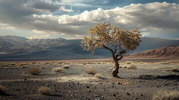 Lone tree in a rocky desert landscape with distant mountains and a cloudy sky symbolizes resilience and isolation photo
