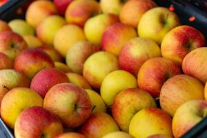 basket of apples with a red and yellow color photo