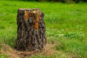 large tree stump sits in a grassy field photo