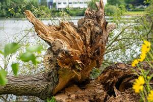 large tree trunk has fallen into the water the trunk is brown and has a rough texture photo