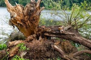 large tree trunk has fallen into the water the trunk is brown and has a rough texture photo