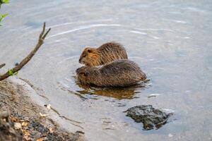 river nutria in the water near the shore in the wild photo