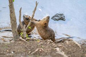 river rats are playing on the river shore photo
