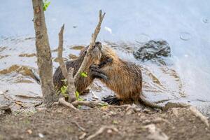 nutria fighting for food on the river bank photo