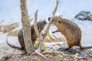 nutria are playing on the river coast photo