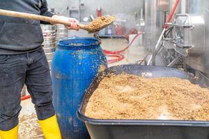 disposal of residual malt after brewing beer in the brewery photo