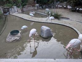 A group of flamingos standing in the water. Pink flamingos fish in polluted water photo