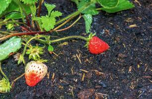 Close-up of a strawberry bush in spring photo