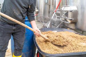 disposal of residual malt after brewing beer in the brewery photo