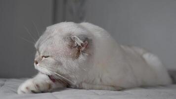 Comfortably nestled on a soft surface, a serene white Scottish cat intently grooms its paw video