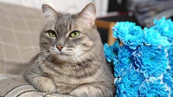 Nestled among vibrant blue chrysanthemums, a sleek grey cat with mesmerizing green eyes reclines in contemplative repose, its serene expression projecting an air of feline tranquility video