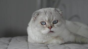 Nestled in a posture of feline serenity, a fluffy white Scottish Fold cat with soft, hanging ears and captivating blue eyes lounges comfortably on a plush sofa, exuding an aura of tranquil elegance video