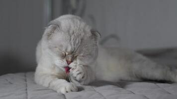 white Scottish cat dedicates its focus to meticulously cleaning its face with a deliberate paw, the cat's striking appearance and meditative expression heightening the calming ambiance video