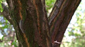 gypsy moth larva lurking in the shade on the crown of a fruit tree, posing a threat to the orchard video