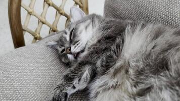 Succumbing to a peaceful slumber, a grey feline lies sprawled in a state of utter tranquility, its tongue gently protruding in a charming display of feline relaxation video