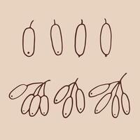 Set barberry berries. Hand drawn illustration in outline style. vector