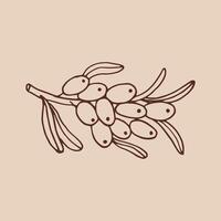 Sea buckthorn hand drawn illustration. Branch with berries, and leaves. vector