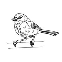 Titmouse. Hand drawn illustration ink style. vector