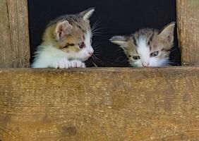 Two week-old kittens have just opened their eyes and are exploring everything around them photo