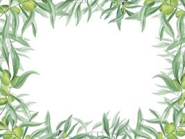 Olive twig with ripe and unripe olives. Branch with berry. Mediterranean lifestyle. Lush green leaves. Horizontal frame with copy space for text. Watercolor illustration. For culinary themes vector