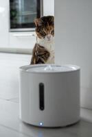 Curious cat looks at smart drinking fountain that owners bought him to prevent urinary tract disease photo